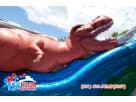 Houston T-Rex Inflatable